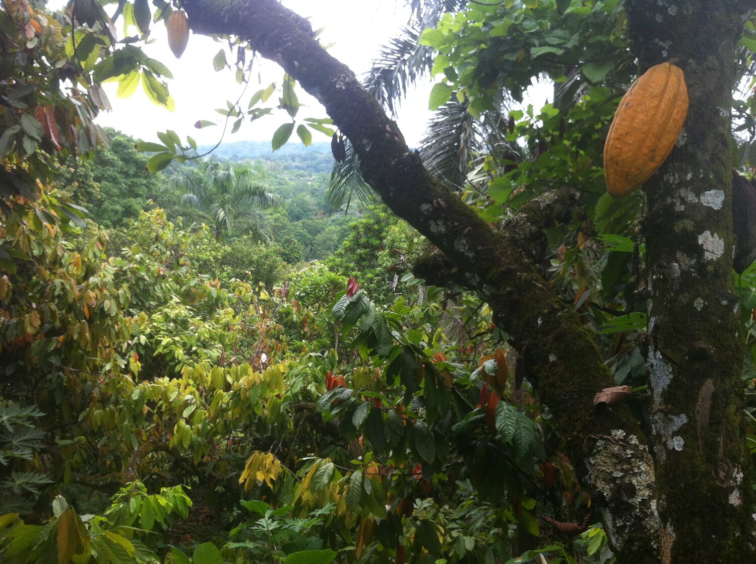 what-is-agroforestry-cacao-forest