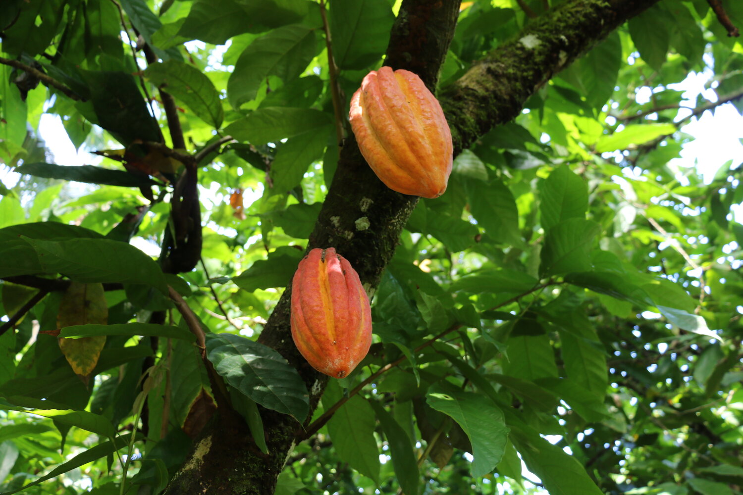 Cacao durable et traçable : une norme à croquer – Groupe AFNOR