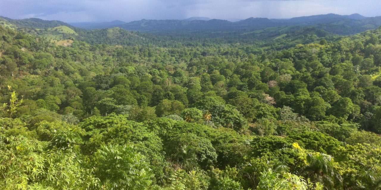  « No deforestation » dans le renouvellement et la réhabilitation des cacaoyères dominicaines.